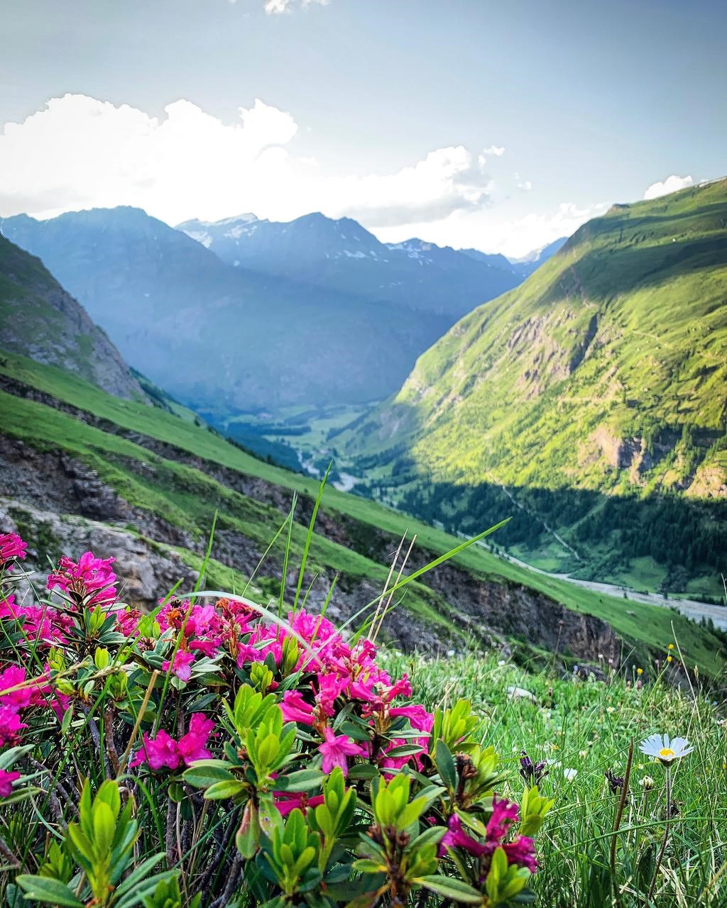 Ethnobotanique - Plantes sauvages, savoirs ancestraux et randonnée
