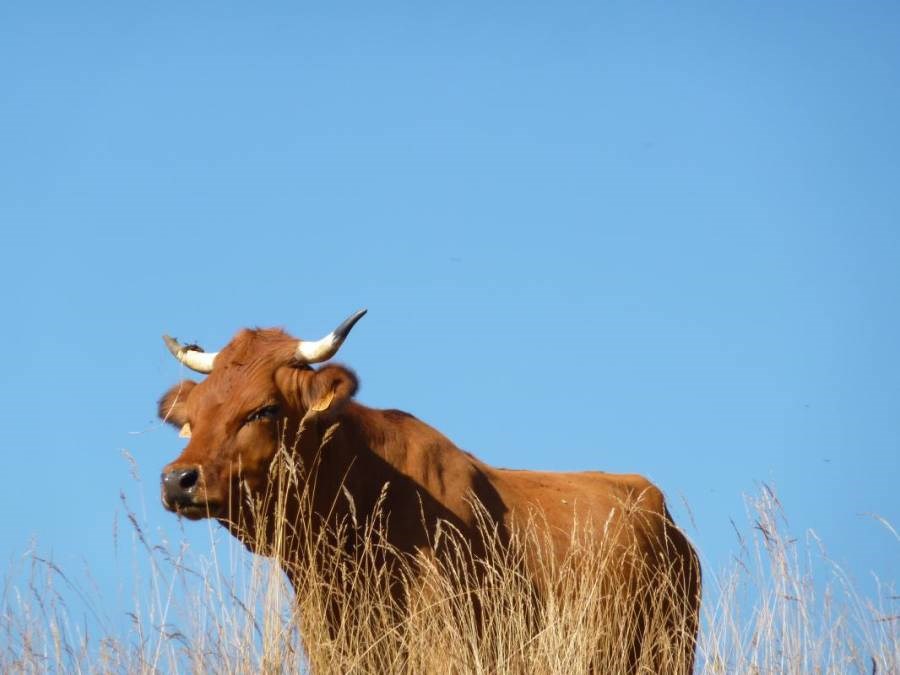 Gîtes de France N°73G143550 (DU LAC DU MONT CENIS)