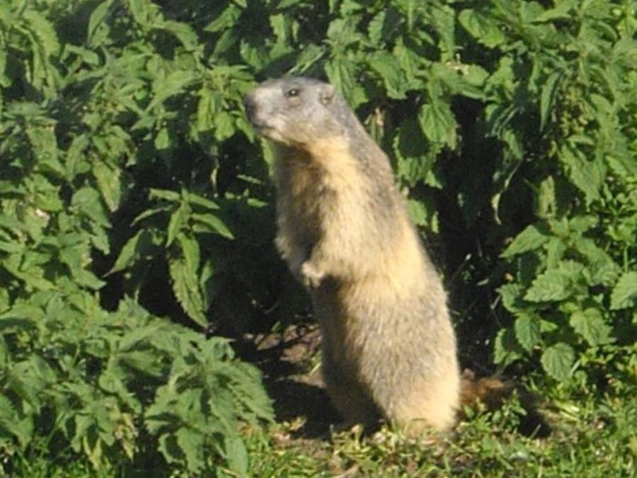 Gîtes de France N°73G143550 (DU LAC DU MONT CENIS)