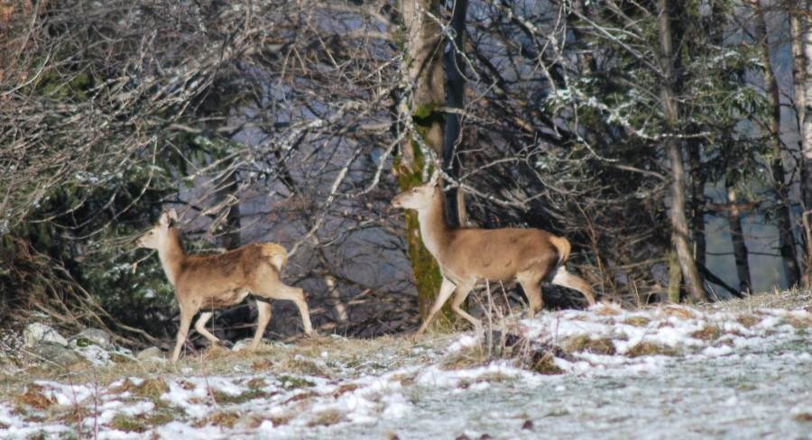 Gîtes de France N°73G223118 (A LA GRANGE DES ROBIN)