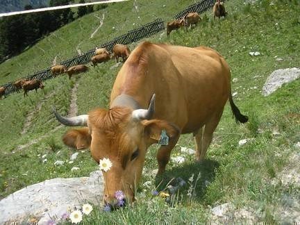 Gîtes de France N°73G23115 (LE BARBIER)