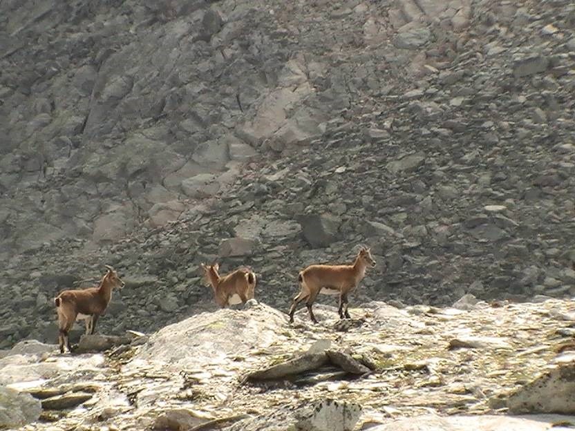 Gîtes de France N°73G23550 (LE PLANO)