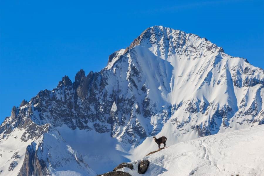 Gîtes de France N°73G26103 (LE PIN CEMBRO)