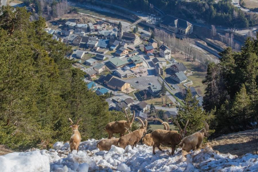 Gîtes de France N°73G26106 (LE BARILLON)