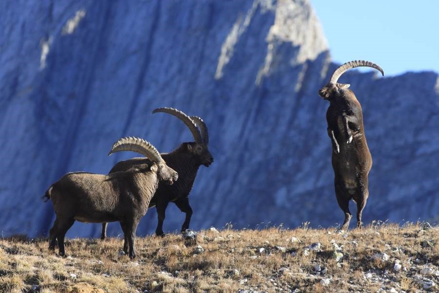 Gîtes de France N°73G287117 (LE SABOT DE VENUS)