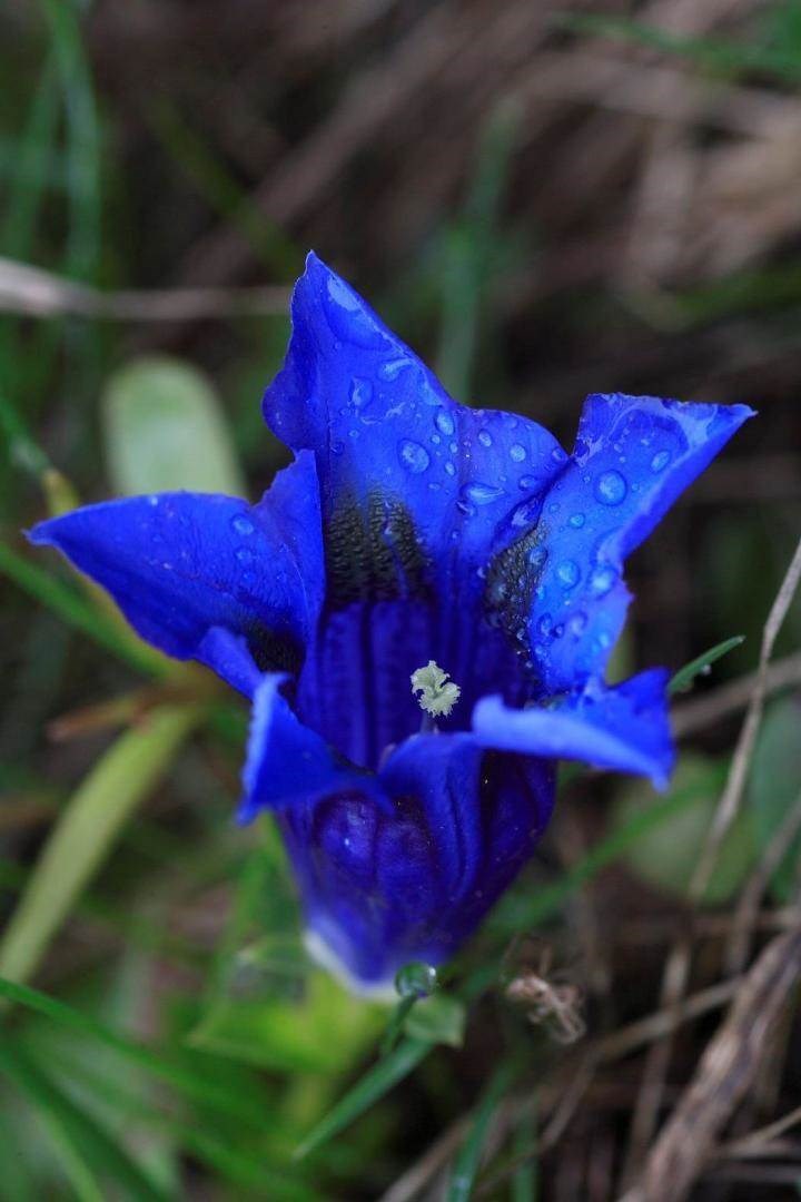 Gîtes de France N°73G287117 (LE SABOT DE VENUS)