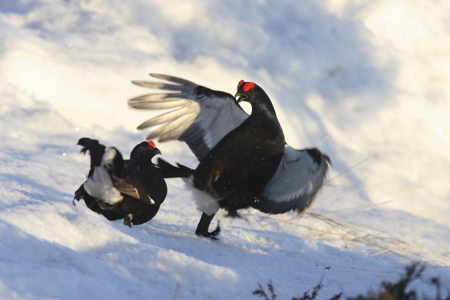 Gîtes de France N°73G287117 (LE SABOT DE VENUS)