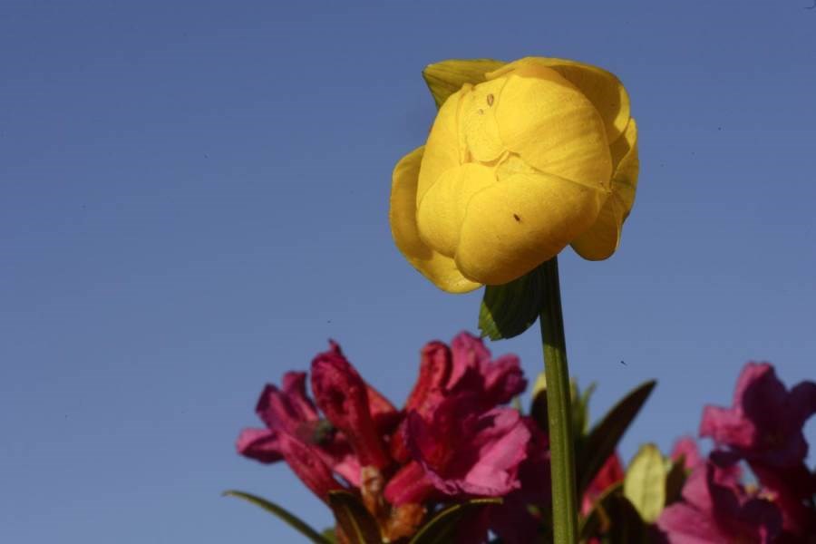 Gîtes de France N°73G287117 (LE SABOT DE VENUS)