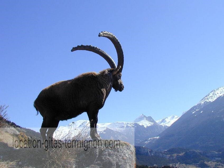 Gîtes de France N°73G290110 (LES GENTIANES)