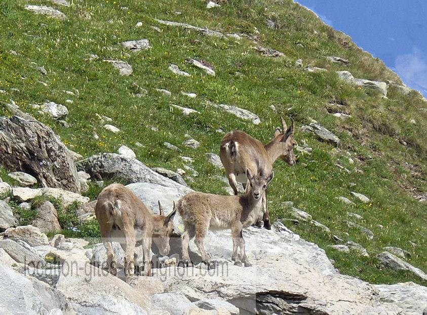 Gîtes de France N°73G290110 (LES GENTIANES)