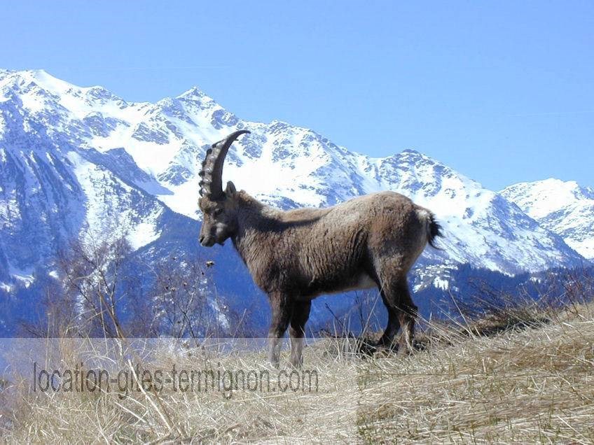 Gîtes de France N°73G290134 (LES EDELWEISS)