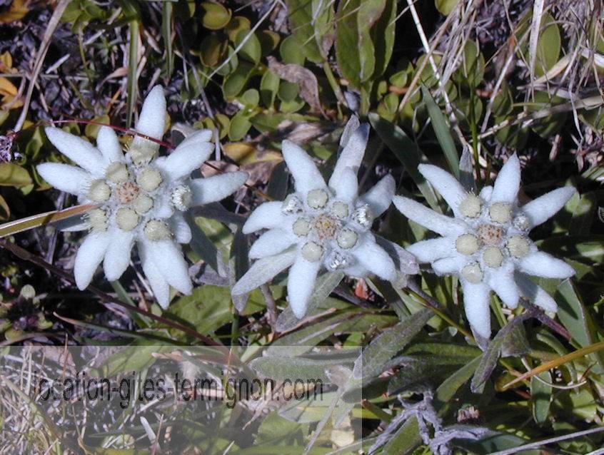 Gîtes de France N°73G290134 (LES EDELWEISS)