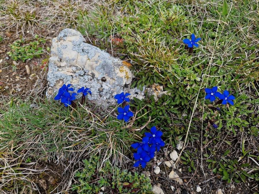 Gîtes de France N°73G290552 (LA CHIRA)