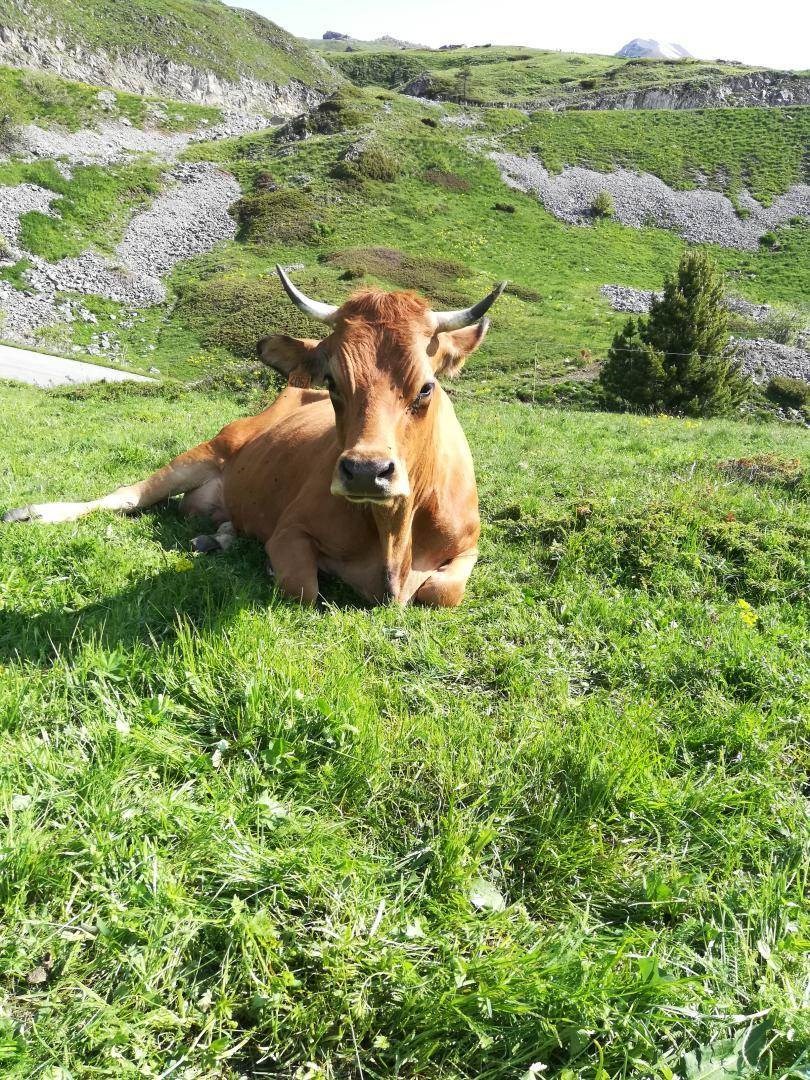 Gîtes de France N°73G290552 (LA CHIRA)