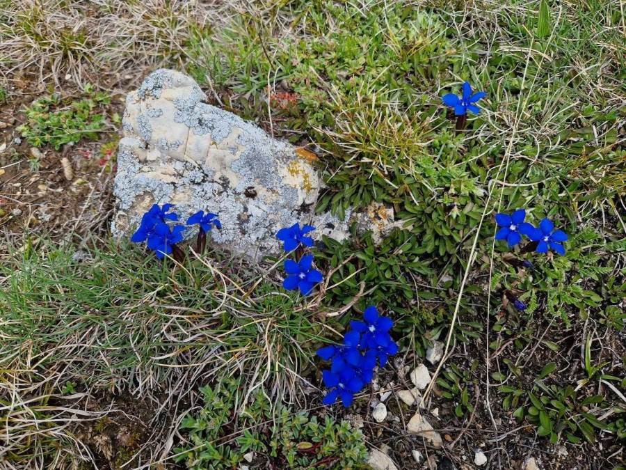 Gîtes de France N°73G290552 (LA CHIRA)