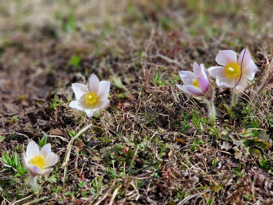 Gîtes de France N°73G290552 (LA CHIRA)