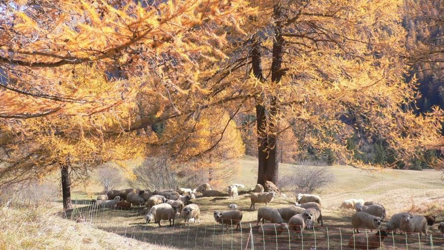 Gîtes de France N°73G47200 (LA BARME - MARMOTTE)