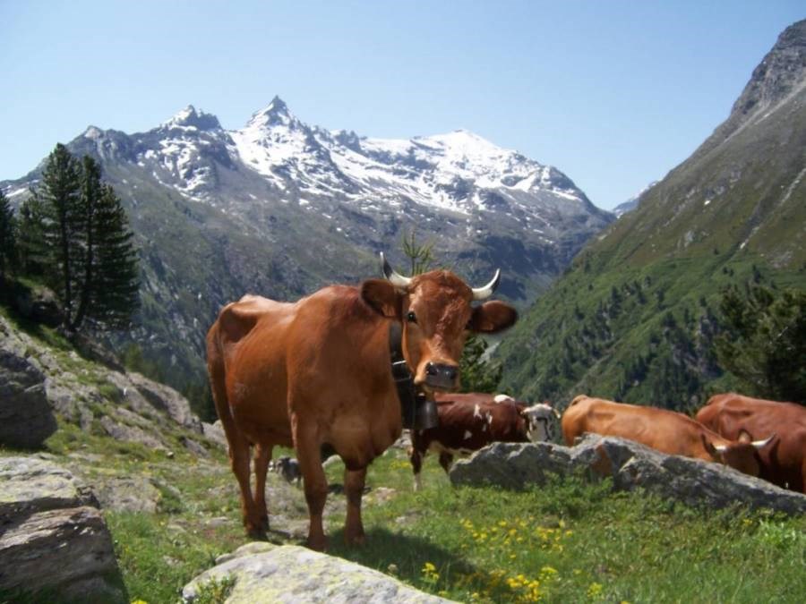 Gîtes de France N°73G56118 (LE BOSSATE)