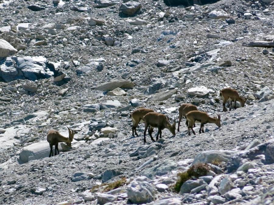 Gîtes de France N°73G56118 (LE BOSSATE)